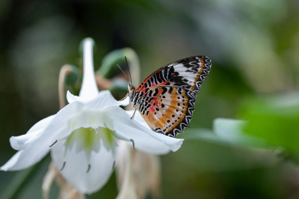 푸르른 단풍을 배경으로 하얀 꽃 위에 선명한 무늬의 나비가 자리잡고 있습니다.