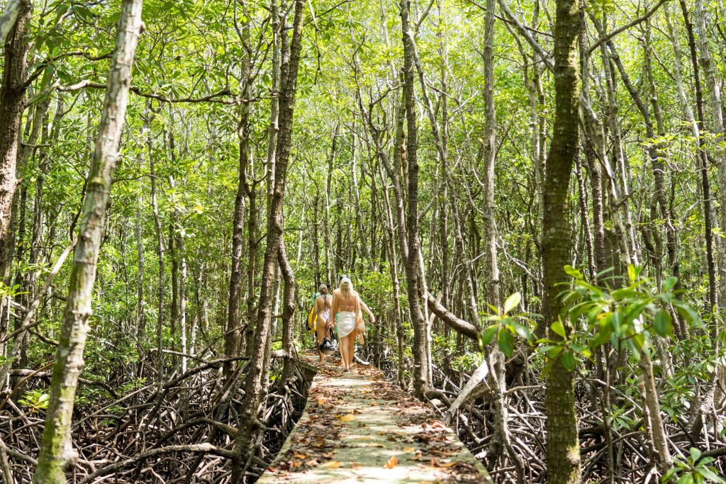 맹그로브 지역 둘러보기