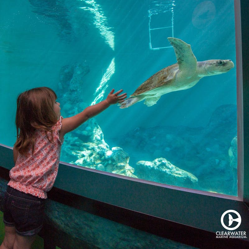 어린 소녀가 클리어워터 해양 수족관의 수족관에서 헤엄치는 바다 거북을 향해 손을 뻗고 있습니다.