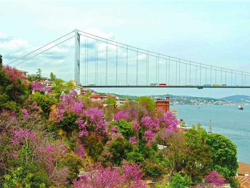 아름다운 언덕 너머로 분홍색 나무가 피어오르고 물줄기를 배경으로 현수교가 펼쳐집니다.