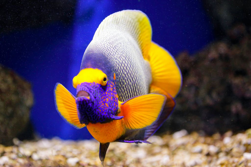 오니리아수족관