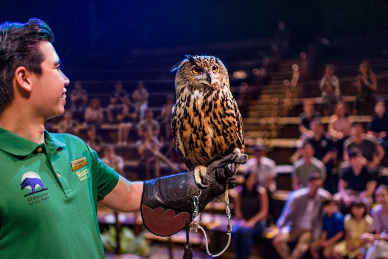 녹색 셔츠와 장갑을 낀 사람이 팔에 커다란 올빼미를 안고 있으며, 배경에는 흐릿한 청중이 있습니다.