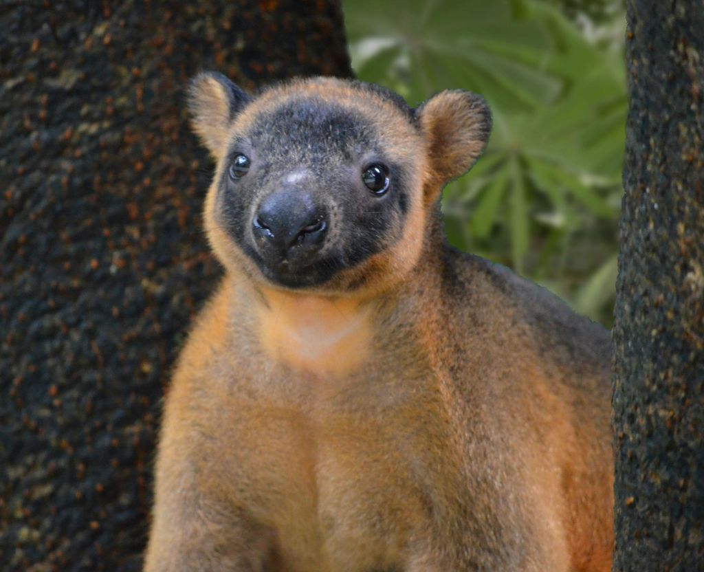 부드러운 갈색 털과 둥근 귀, 커다란 눈을 가진 나무 캥거루를 클로즈업한 사진으로, 푸른 단풍을 배경으로 나무 줄기 옆에 서 있습니다.