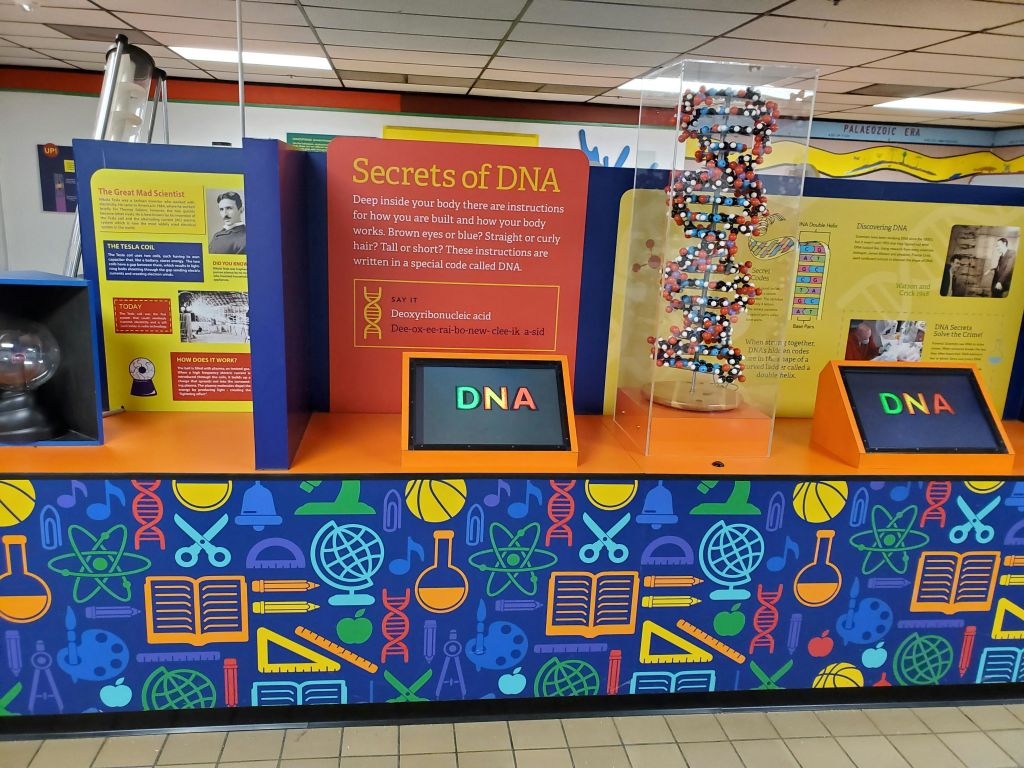 DNA 모델, 정보 패널 및 생생한 배경의 대화형 디스플레이가 특징인 DNA에 대한 다채로운 과학 전시회.