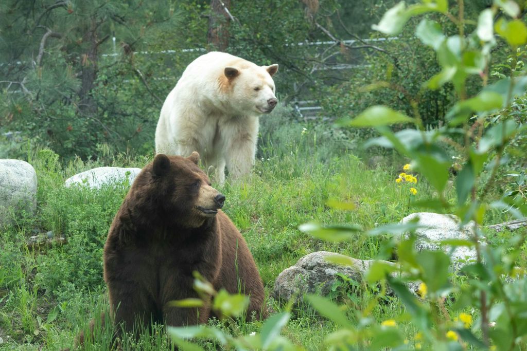 갈색 곰과 흰색 곰 두 마리가 잔디가 우거진 숲 속에 서 있으며, 주변에는 바위와 노란 꽃이 피어 있습니다.