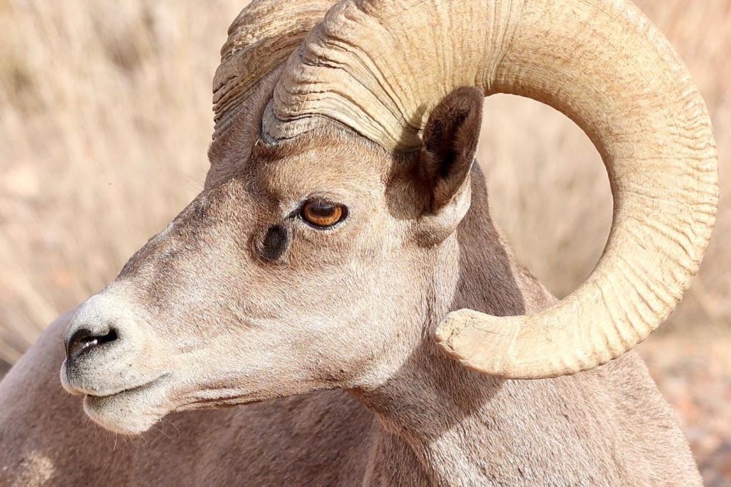 불의 계곡에서 만나는 환상적인 야생동물