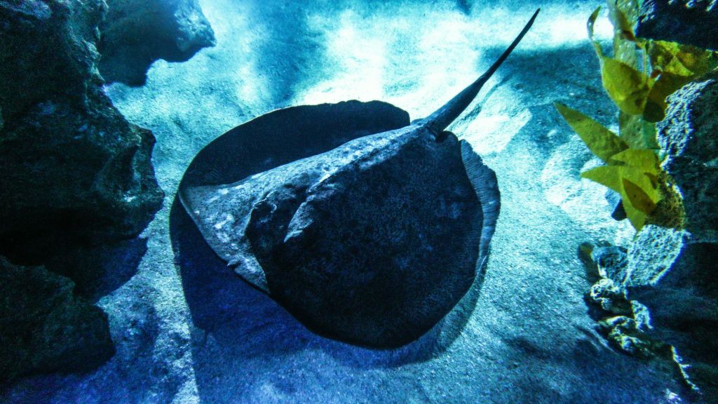 짙은 회색 몸통의 가오리가 수중의 모래 바닥에 놓여 있으며, 푸른 빛이 비춥니다.