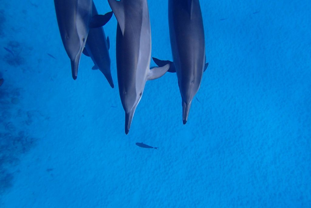 사타야 돌고래 정원