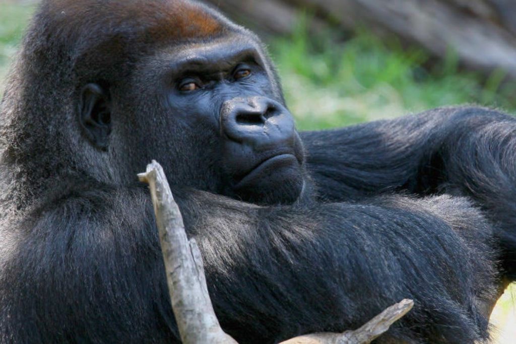 잔디와 통나무로 둘러싸인 중립적인 표정으로 누워있는 고릴라의 클로즈업.