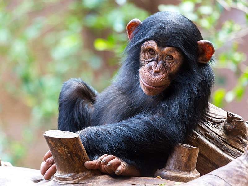 검은 털과 주황색 귀를 가진 어린 침팬지가 나무 그루터기에 앉아 흐릿한 자연 배경을 배경으로 카메라를 바라보고 있습니다.