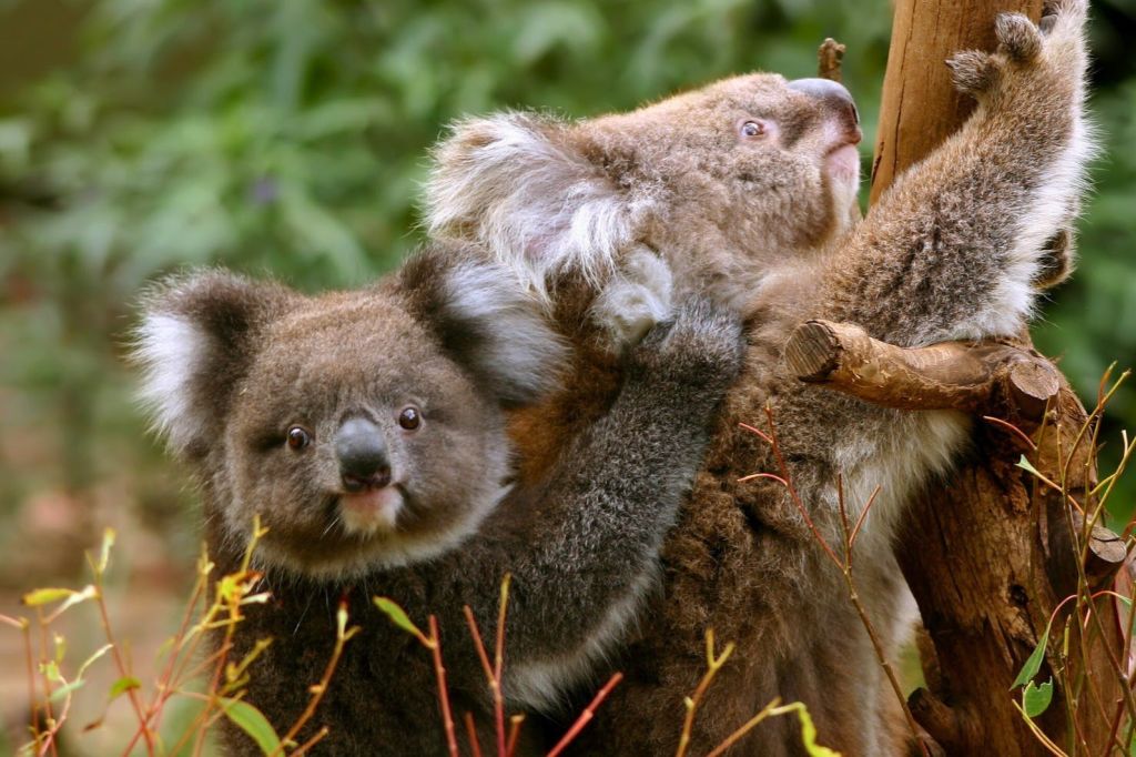 야생에서 이 아름다운 생물들을 만나보세요