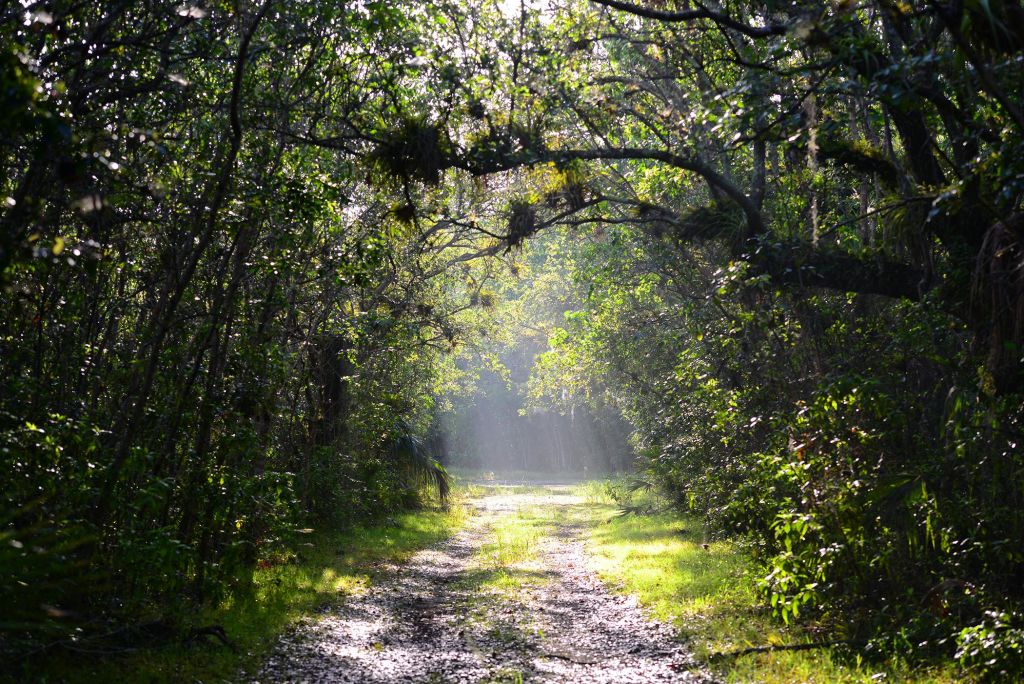 빽빽하고 푸른 단풍으로 둘러싸인 햇살이 내리쬐는 숲길로, 머리 위로 나뭇가지 사이로 빛줄기가 흐르고 있습니다.