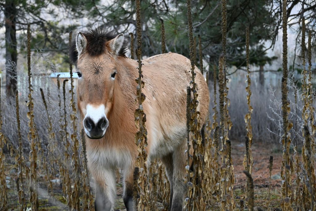 나무의 배경과 울타리가 있는 높고 건조한 식물 사이에는 어두운 갈기를 가진 황갈색 말이 서 있습니다.