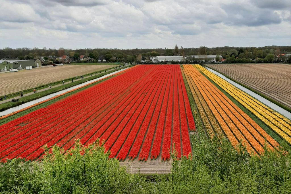 쾨켄호프 인근 튤립밭