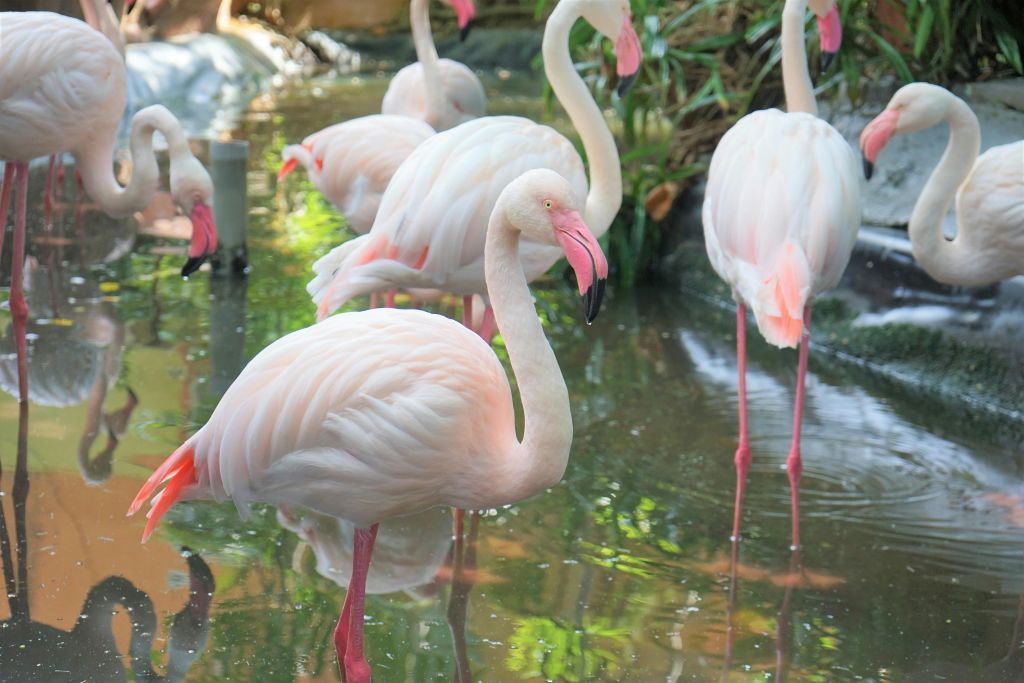 녹지 근처의 얕은 물에서 물결치는 분홍색 플라밍고는 잔잔한 물에서 반사됩니다.