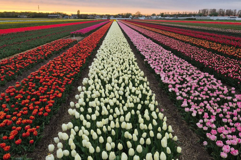다양한 색상의 활기찬 튤립이 석양의 하늘 아래 저 멀리 펼쳐져 있습니다.