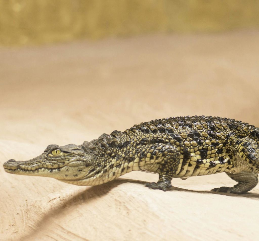 거칠고 무늬가 있는 작은 악어가 흐릿한 노란색 배경에 모래 표면에 서 있습니다.