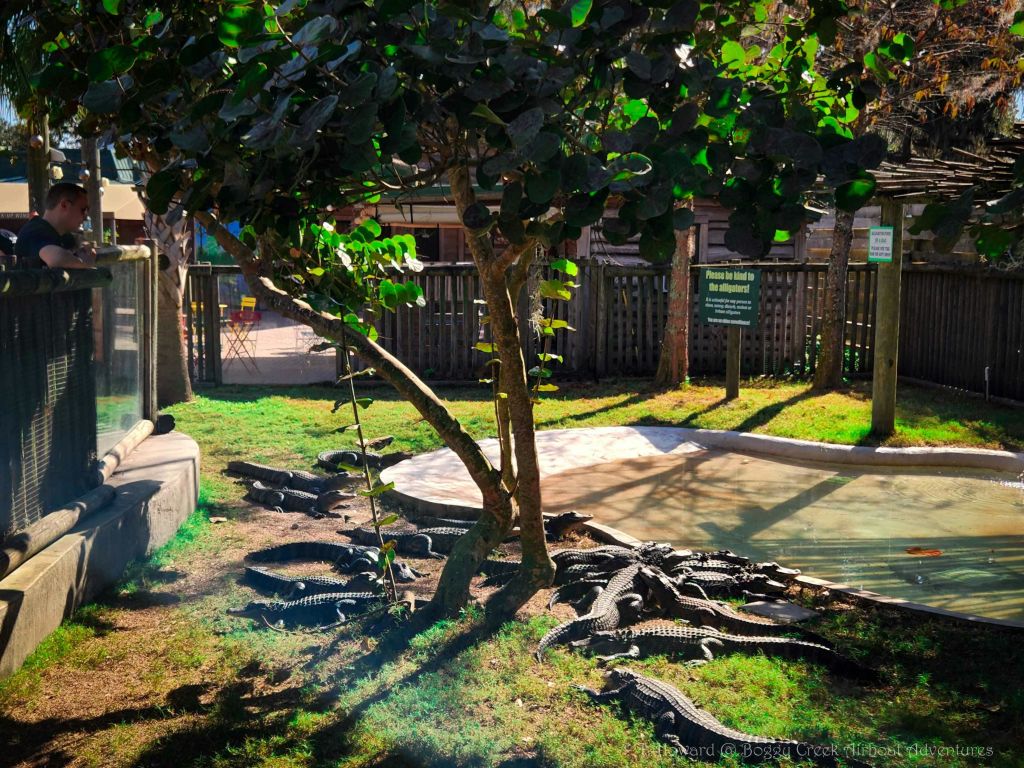 게이터 연못 - 악어에게 먹이를 줄 수 있습니다.