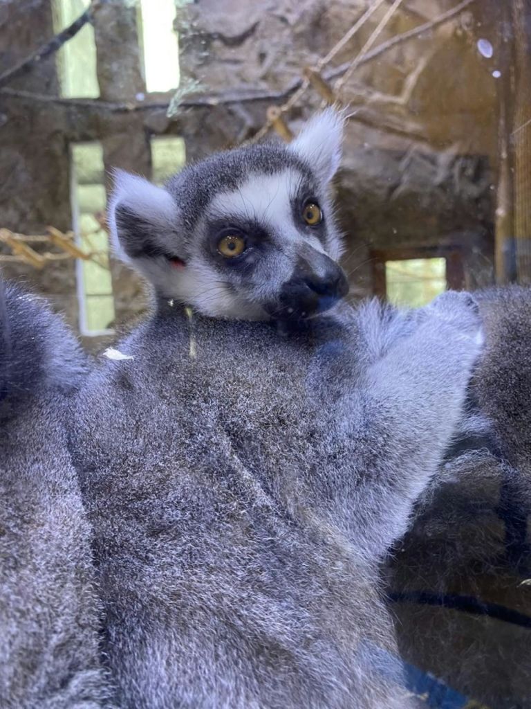 크고 밝은 눈과 검은 코로 어깨 너머를 바라보는 여우원숭이의 클로즈업. 배경이 인클로저인 것 같습니다.