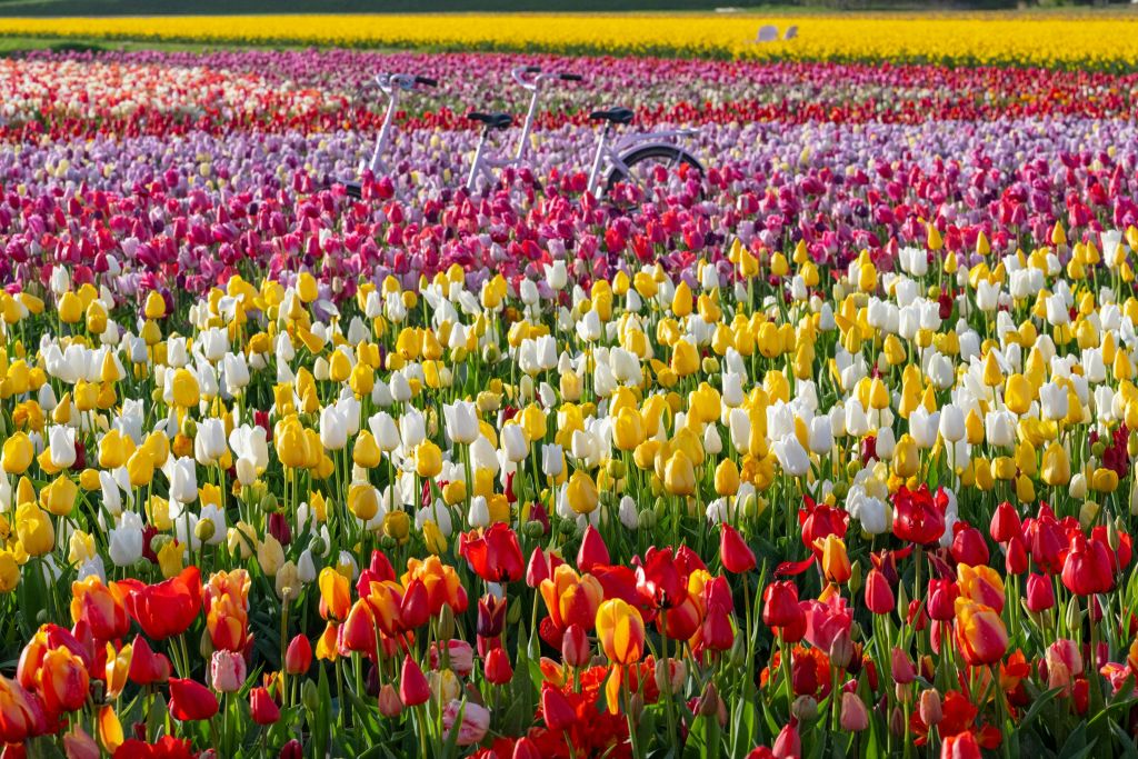 튤립 헛간에서 봄 맞이하기