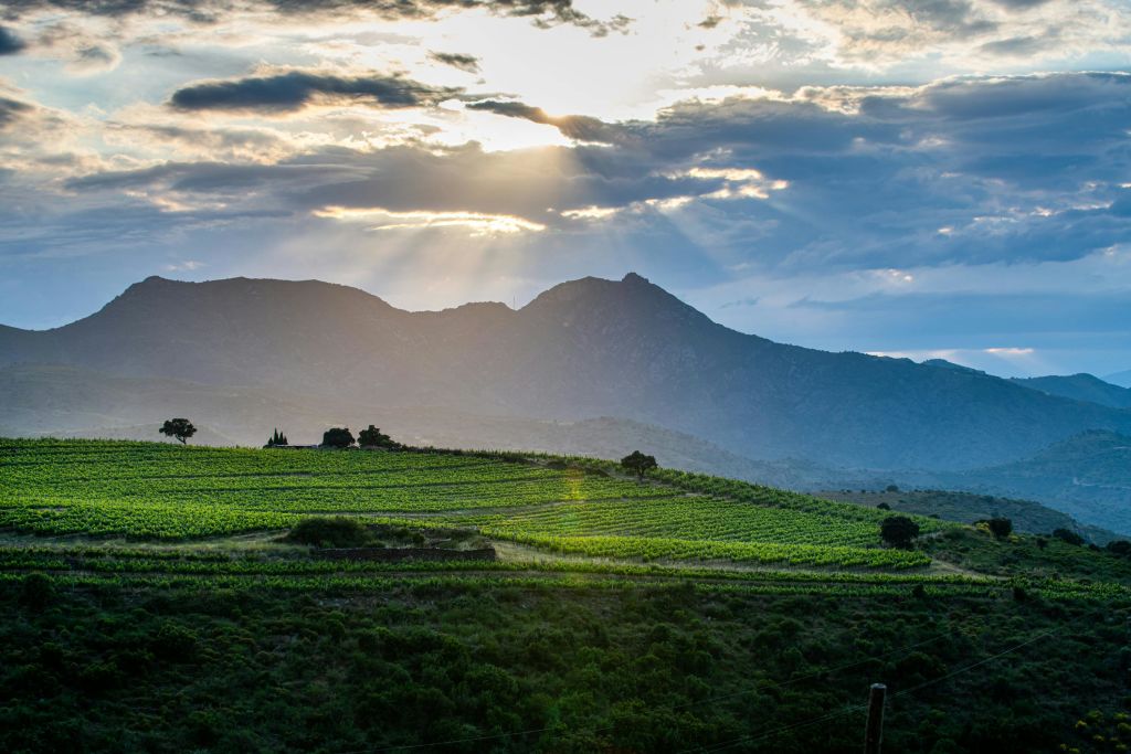 푸른 언덕과 산맥을 배경으로 포도나무가 우거진 포도밭에서 석양을 감상해보세요.