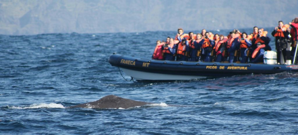 보트를 타고 구명 조끼를 입은 관광객이 바다 근처에서 수영하는 고래를 지켜보고 있습니다.
