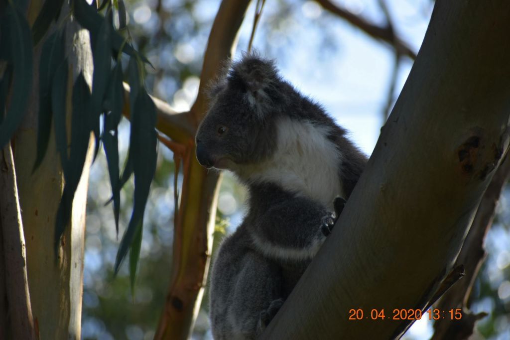 2020년 4월 20일에 찍힌 유칼립투스 잎과 흐릿한 단풍을 배경으로 나무 가지에 자리 잡은 코알라.