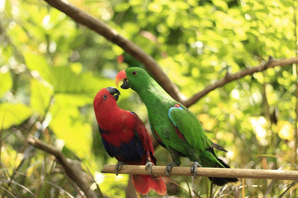 빨간색과 초록색 두 마리의 앵무새가 울창한 녹색 숲 환경의 나뭇가지에 자리잡고 있습니다.