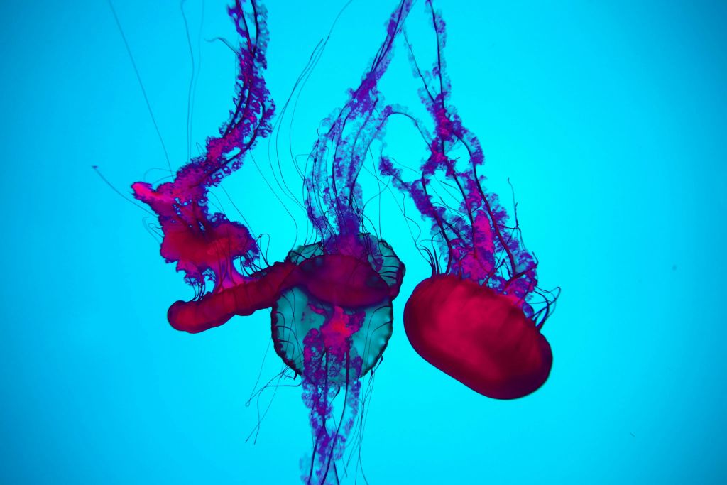 리플리스아쿠아리움오브캐나다