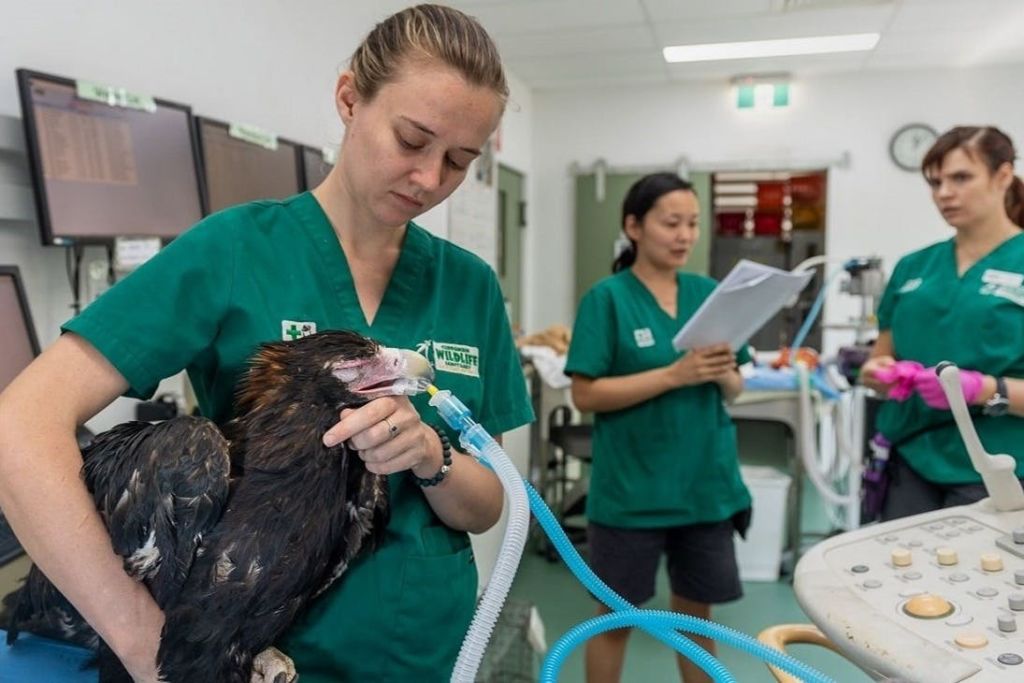 커럼빈 야생동물 병원