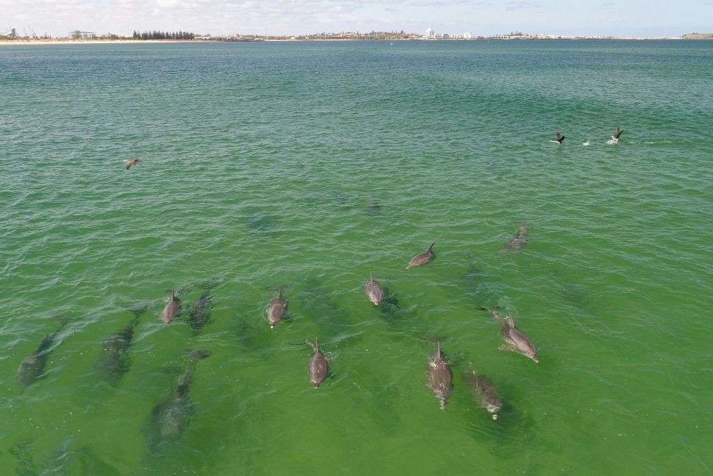 우리는 돌고래 그룹과 자연 환경 속의 개체들을 발견할 것입니다.
