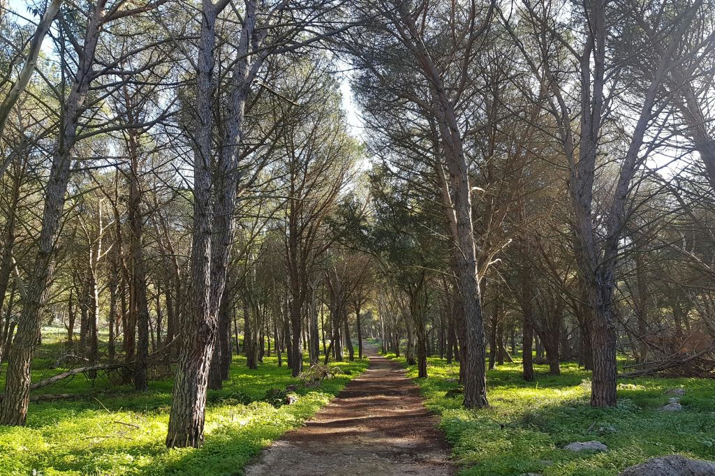 흙길은 햇볕이 쨍쨍한 날 푸른 언더그라운드와 함께 높고 잎이 없는 나무가 우거진 숲을 가로지르고 있습니다.