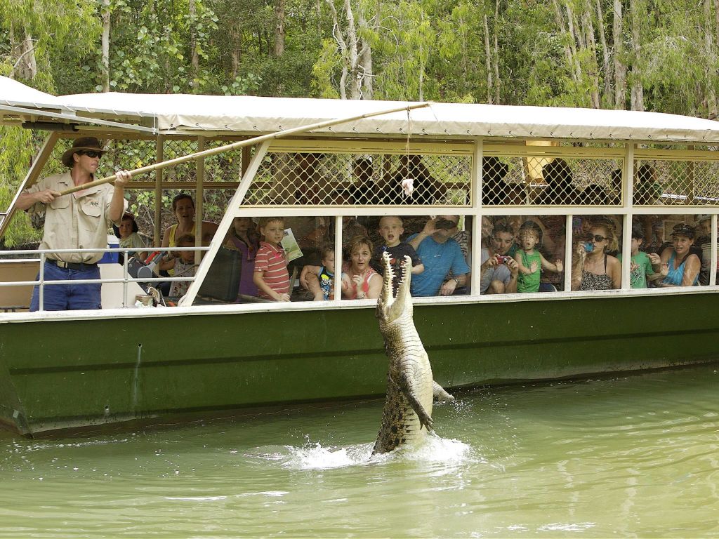 구경꾼이 있는 투어 보트는 직원이 들고 있는 음식을 위해 물에서 뛰어내리는 악어를 관찰합니다.