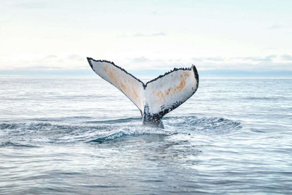 혹등고래를 만나는 다이빙
