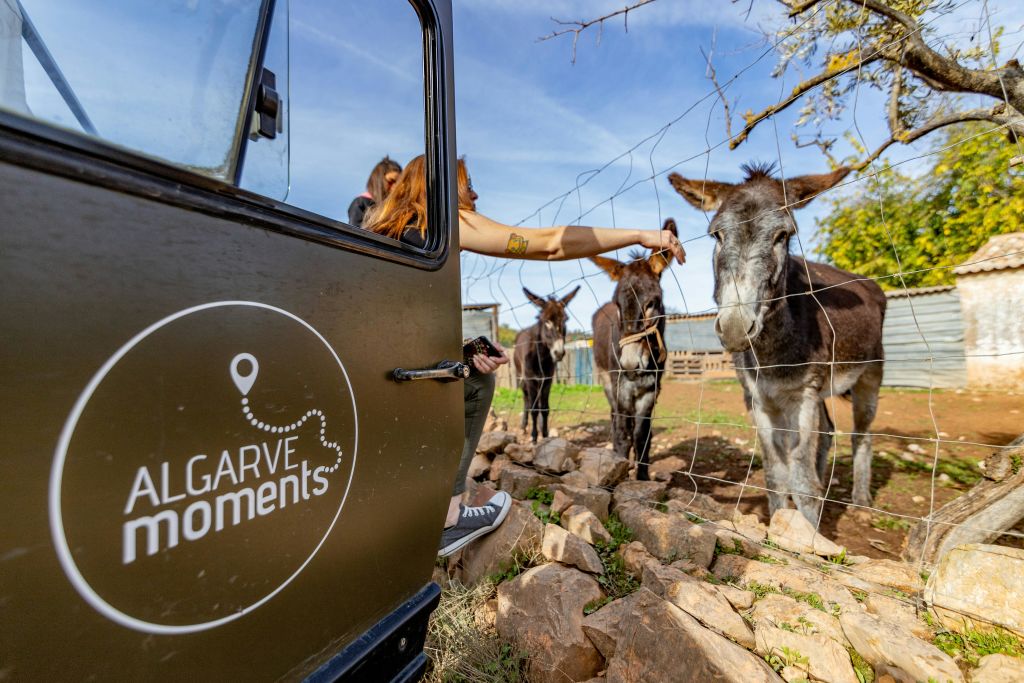 맑고 푸른 하늘 아래 "Algarve Moments" 로고가 있는 차량 근처에서 철망 울타리를 통해 세 마리의 당나귀를 먹이는 사람.