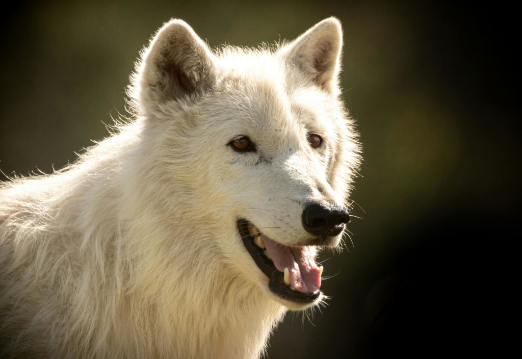 입을 벌린 하얀 늑대의 클로즈업이 흐릿한 어두운 배경에 이빨을 드러냅니다.
