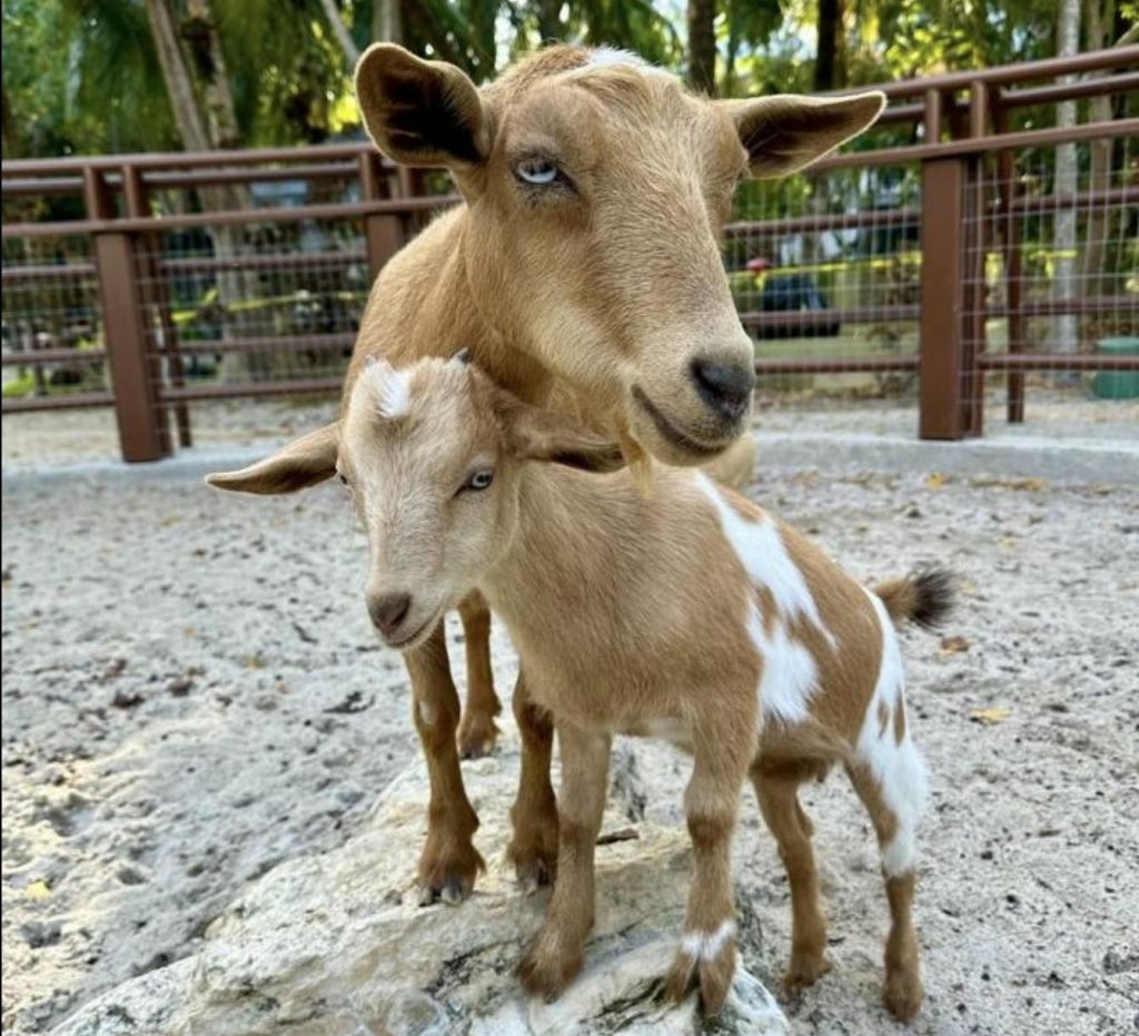 나무를 배경으로 울타리가 쳐진 울타리 안쪽 바위 위에 갈색과 흰색 염소 두 마리가 서 있습니다.
