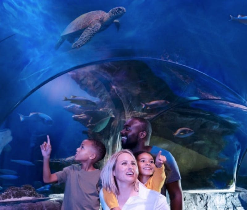 성인 2명과 어린이 2명인 4명의 가족이 수족관 터널을 통해 바다 생물을 관찰하고 있으며, 머리 위로 거북이가 헤엄치고 있습니다.