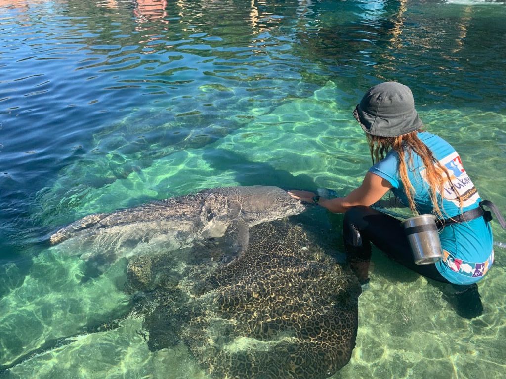 한 사람이 모자와 젖은 복장을 한 채 맑고 얕은 물에서 커다란 해양 동물과 상호 작용합니다.