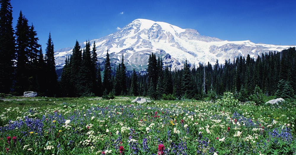 맑고 푸른 하늘 아래 눈 덮인 산 앞에 높이 솟은 상록수 숲과 함께 활기찬 야생화 초원이 펼쳐집니다.