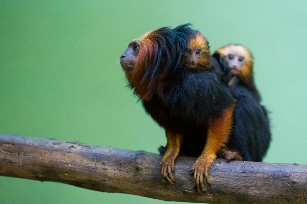 검은색과 주황색 털을 가진 황금 머리 사자 타마린 두 마리가 녹색 배경에 나뭇가지 위에 앉아 있습니다.