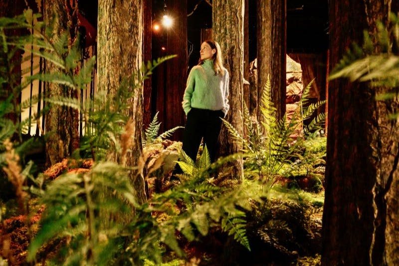 한 사람이 높은 나무와 울창한 양치식물 사이에 서서 따뜻한 빛이 비추는 희미한 숲을 배경으로 서 있습니다.