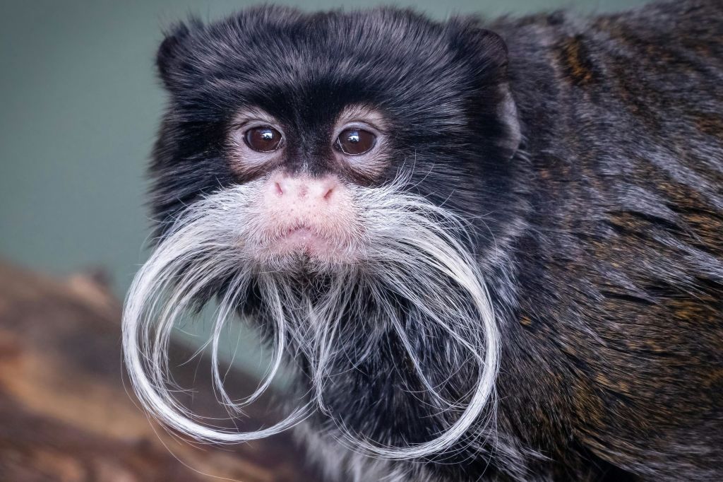 모두가 원숭이를 사랑합니다!