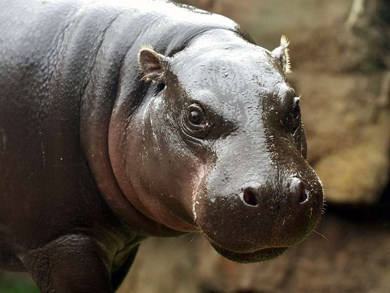 빛나고 어두운 피부를 가진 젖은 하마의 클로즈업이 카메라를 향하고 특징과 질감을 보여줍니다. 바위가 배경입니다.
