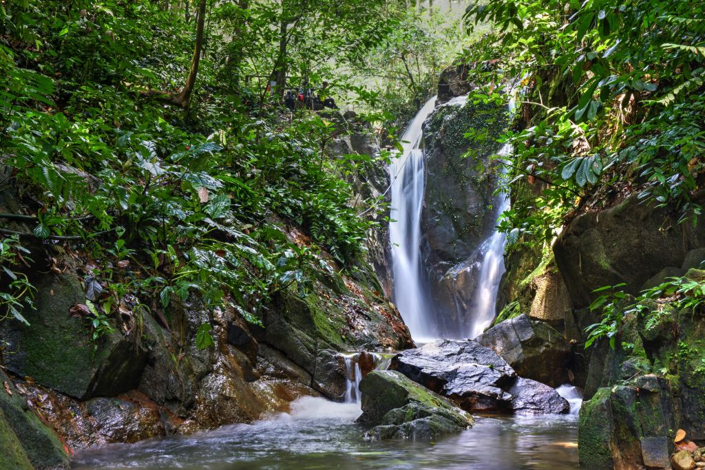 울창한 녹색 식물로 둘러싸인 바위 위로 폭포가 흘러내리고 숲이 우거진 지역의 투명한 수영장에 떨어집니다.