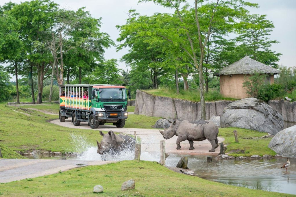 방문객과 함께하는 사파리 트럭은 연못 근처에서 두 마리의 코뿔소를 관찰합니다. 한 마리의 코뿔소가 나무가 가득한 푸른 환경에서 물을 뚫고 튀고 있습니다.