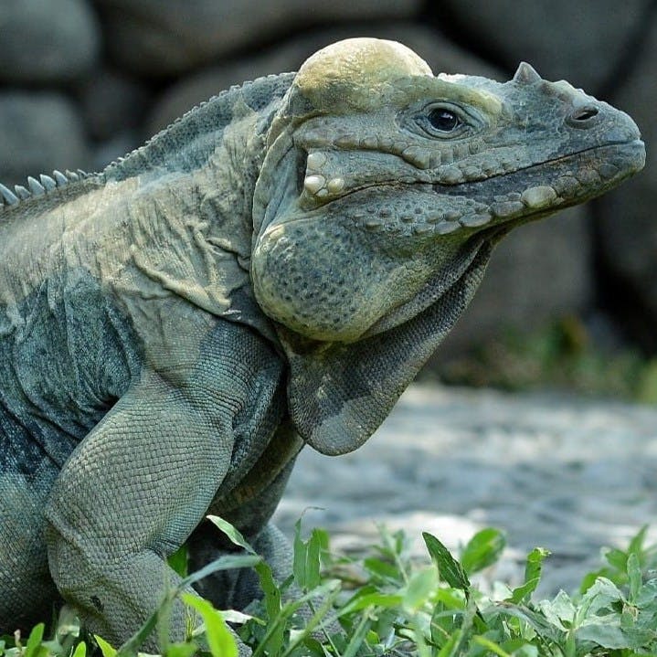 바위를 배경으로 잔디 위에 서서 피부결을 살린 이구아나를 클로즈업한 사진입니다.