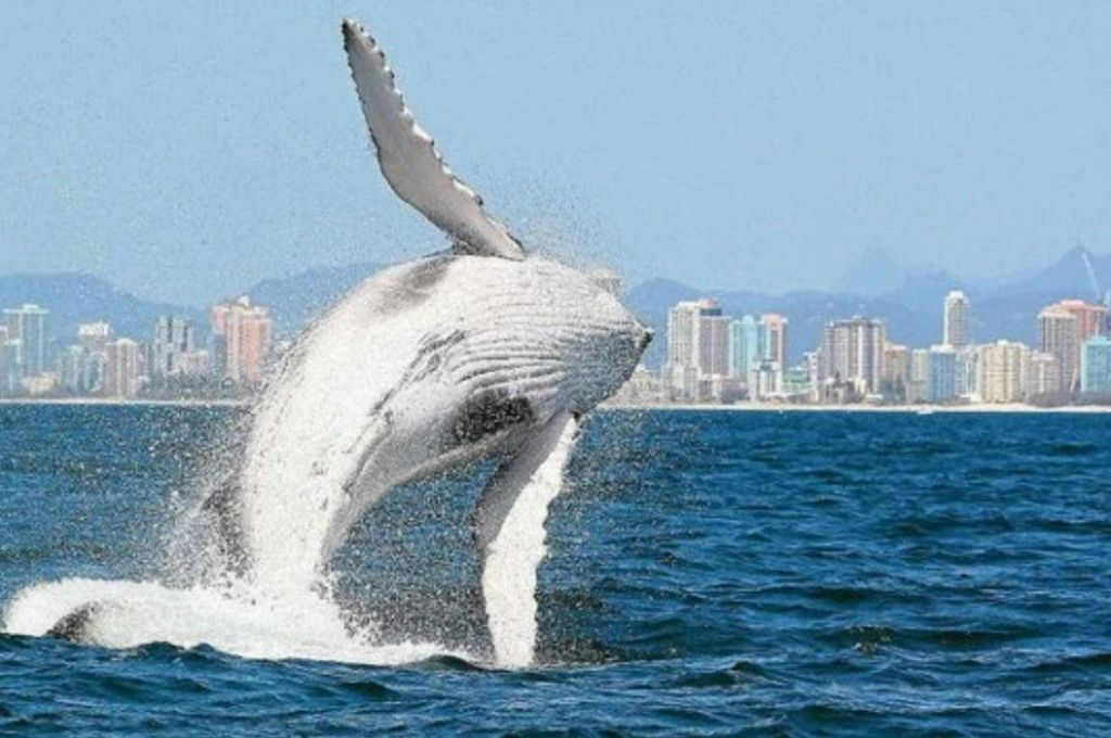 맑은 날, 도시의 스카이라인을 배경으로 고래가 바닷물을 뚫고 나옵니다.