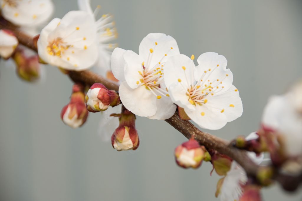 가지에 바로 꽃이 달린 매화