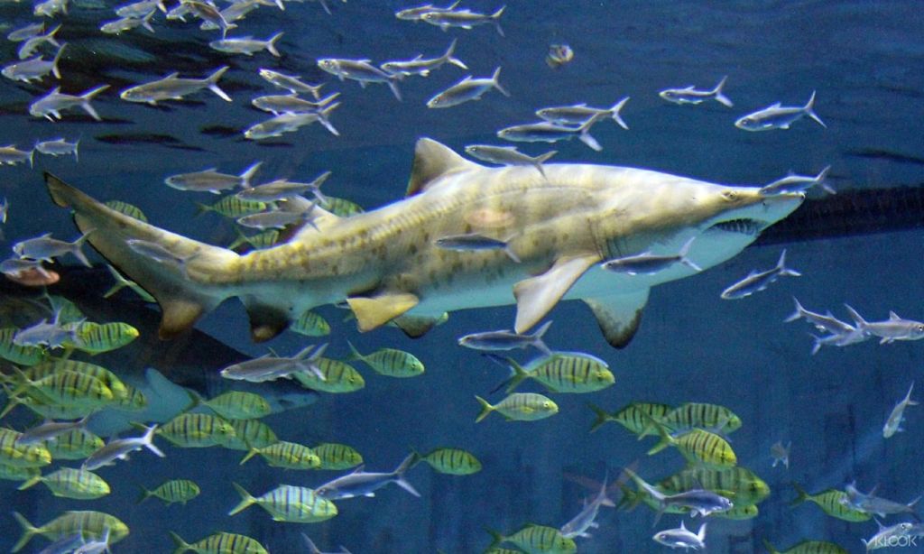 상어, 바다사자, 판다 등 다양한 육상, 공중, 수생 동물을 만나보세요!